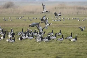 Barnacle Geese (Branta leucopsis)