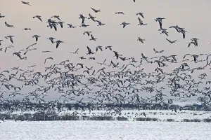 Barnacle Geese (Branta leucopsis)