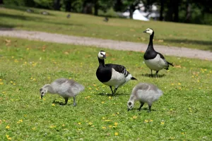 Barnacle geese, Branta leucopsis