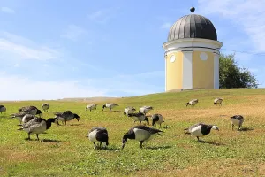 Barnacle geese, Branta leucopsis graze in Kaivopuisto Park