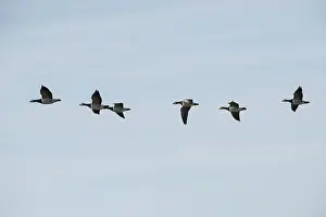 Six barnacle geese fly in formation