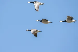 Barnacle geese in formation flight