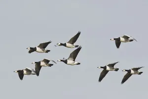 Barnacle Geese, White-fronted Geese (Branta leucopsis)