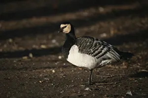 Barnacle goose