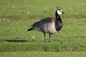 Barnacle goose or barnacle goose (Branta leucopsis)