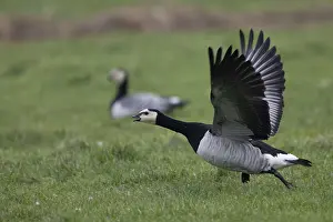 Barnacle goose (Branta leucopsis)
