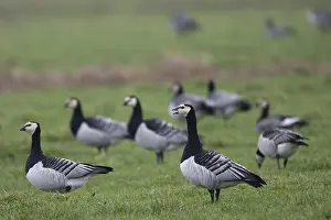Barnacle goose (Branta leucopsis)