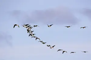 Barnacle goose (Branta leucopsis)
