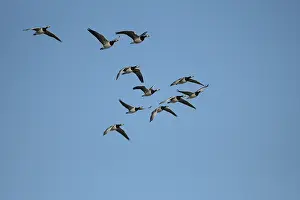 Barnacle goose (Branta leucopsis)