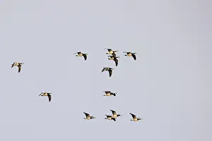 Barnacle goose (Branta leucopsis) or Barnacle Goose