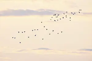 Barnacle goose (Branta leucopsis) or Barnacle Goose