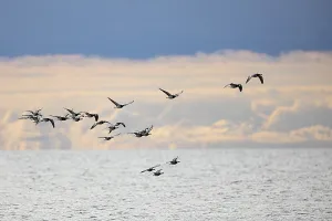 Barnacle goose (Branta leucopsis) or Barnacle Goose