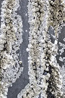 Barnacles (Balanidae), Hellnar