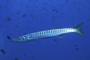 Barracuda (Sphyraena sphyraena) in the Mediterranean Sea near Hyeres
