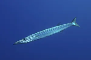 Barracuda (Sphyraena sphyraena) in front of a monochrome blue background