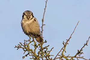 Barred Owl, Hawk Owl, Northern Hawk Owl