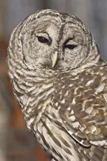 Barred Owl (Strix varia), autumn in Minnesota, USA