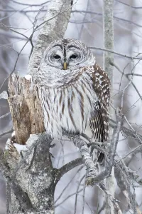 Barred owl (Strix varia) perched on a dead tree and watching
