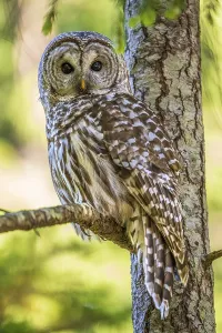 A Barred Owl (Strix varia) perching on a tree branch in a forest