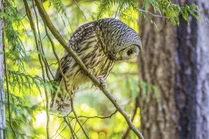 A Barred Owl (Strix varia) searches for prey from a tree in the forest