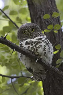 Barred Owl (Strix varia) in tree, Africa