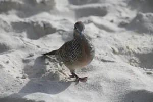 Barred Pigeon (Geopelia striata)