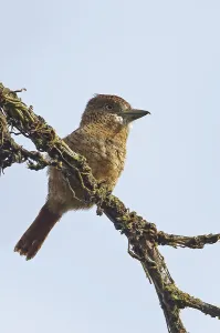 Barred Puffbird (Nystalus radiatus) adult