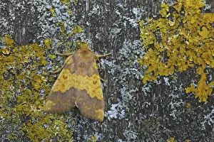 Barred Sallow (Tiliacea aurago) adult