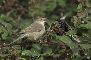 Barred warbler (Sylvia nisoria) immature