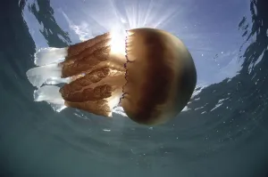 Barrel Jellyfish (Rhizostoma pulmo) adult