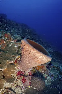 Category Wildlife DE Prints: Barrel sponge, barrel sponge (Xestospongia testudinaria) on the reef