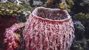 Barrel sponge (Xestospongia testudinaria) in a lively underwater environment