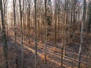 Barren winter forest interspersed with sunbeams creating a warm atmosphere