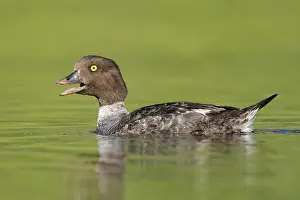 Barrow's Goldeneye (Bucephala islandica) female calling