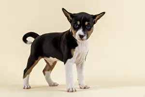Basenji or Congo Terrier (Canis lupus familiaris)