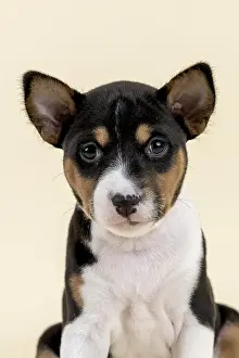 Basenji or Congo Terrier (Canis lupus familiaris)