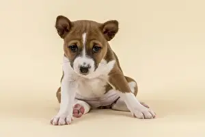 Basenji or Congo Terrier (Canis lupus familiaris)