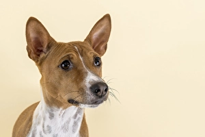 Basenji or Congo Terrier (Canis lupus familiaris)