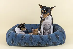 Basenji or Congo Terrier (Canis lupus familiaris)