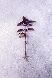 Basil purple on gray plaster background