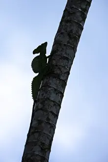 Basiliscus plumifrons, feather-bush basilisk