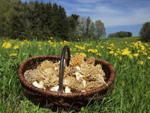 Basket with self-selected common morel (Morchella esculenta)