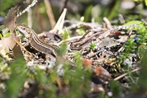 Basking forest lizard on dead wood