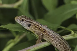 Basking sand lizard (Lacerta a. agilis)