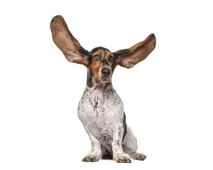 Basset hound puppy sitting, its long ears flying up from a blowing wind