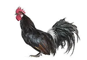 Bassette Liegeoise, a breed of large bantam chicken from Belgium