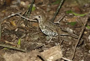 Bassian Thrush (Zoothera lunulata)