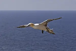 Basstoelpel, Morus bassanus, Northern gannet
