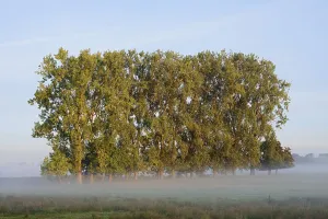 Bastard black poplars or Canada poplars (Populus x canadensis)