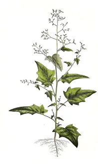 Bastard goosefoot (Chenopodiastrum hybridum)